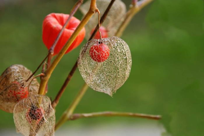 Physalis εξωτικά φρούτα μικρά πορτοκαλί φρούτα σε ενδιαφέρον κέλυφος ύψους έως 2 m