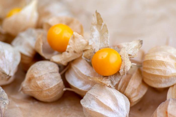 Physalis εξωτικά φρούτα μικρά πορτοκαλί φρούτα σε λεπτά κελύφη