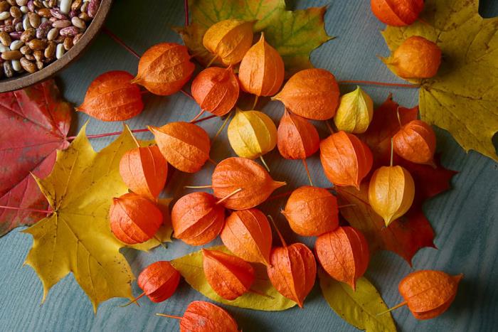 Physalis εξωτικά φρούτα μικρά πορτοκάλια