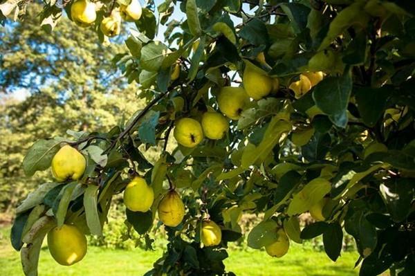 Χυμός κυδωνιού σπιτικές συνταγές κυδώνι Κλαδιά δέντρου κυδωνιού