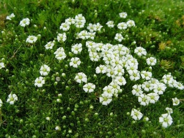 Star βρύα sagina subulata ιρλανδικά βρύα πράσινες αρθρώσεις πεζοδρομίου