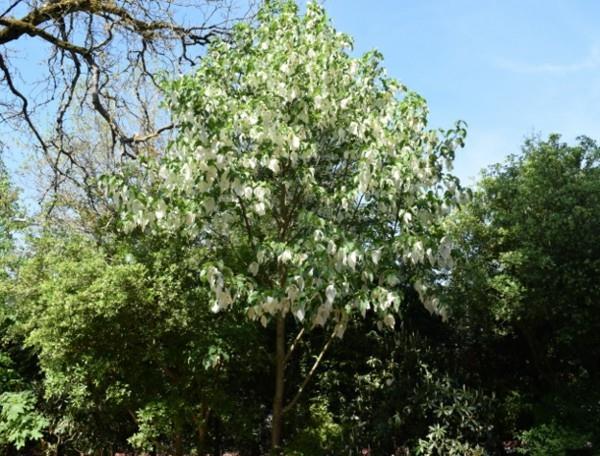 Μαντήλι δέντρο περιστεριών Davidia involucrata