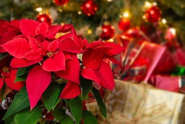 Η σωστή φροντίδα της poinsettia μέρος της χριστουγεννιάτικης διακόσμησης όμορφα κόκκινα βράκτια