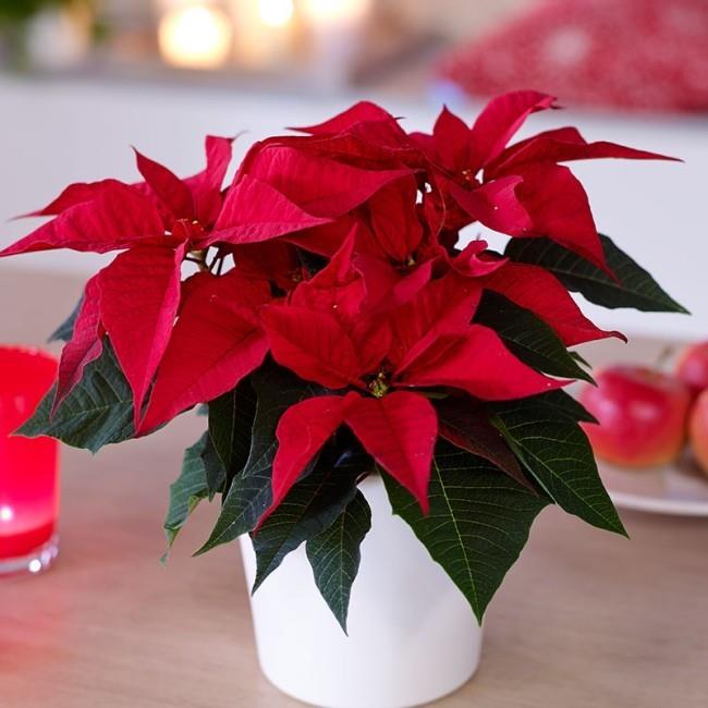 Φροντίζοντας σωστά τα poinsettias ακόμη και μετά την εποχή της έλευσης, τα έντονα κόκκινα βράκτα τραβούν τα βλέμματα στο δωμάτιο