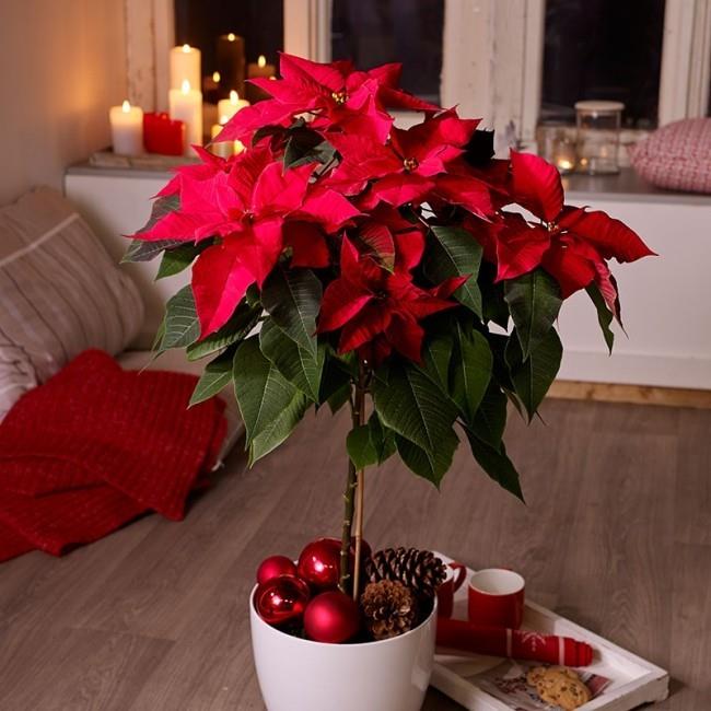 Η φροντίδα των poinsettias είναι παραδοσιακά μέρος της χριστουγεννιάτικης διακόσμησης