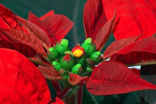 Η Poinsettia φροντίζει σωστά τα μικρά λουλούδια, τα βλέπει από κοντά, όμορφα κόκκινα βράκτια