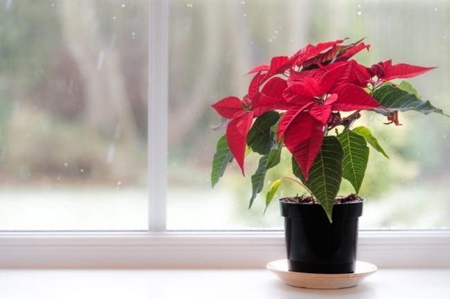 Η Poinsettia φροντίζει σωστά για όμορφα κόκκινα αίματα στο δοχείο στο περβάζι του παραθύρου