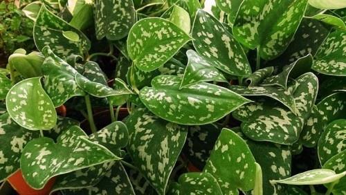 Φυτά λευκού σπιτιού Zamioculcas