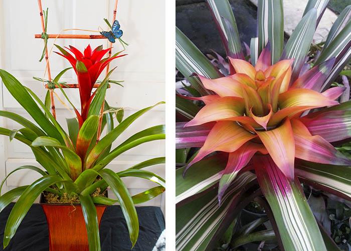 Σπιτικά φυτά bromeliads εξωτικά