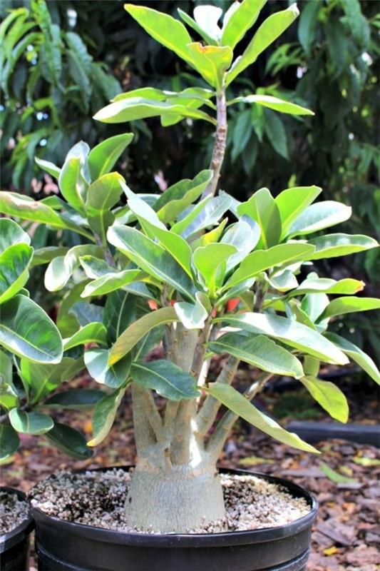 Η έρημος Adenium αυξήθηκε σε μια κατσαρόλα