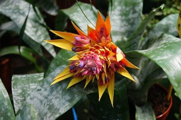 aechmea fasciata lance ροζέτα πορτοκάλι