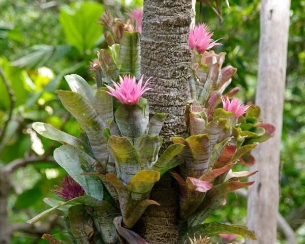 φυτό aechmea fasciata