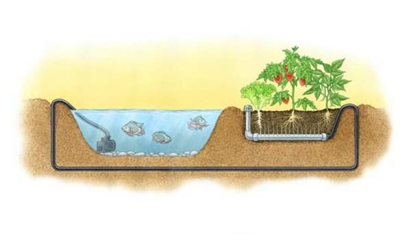 λιμνούλα κήπου ιδέα ακουαπονικής