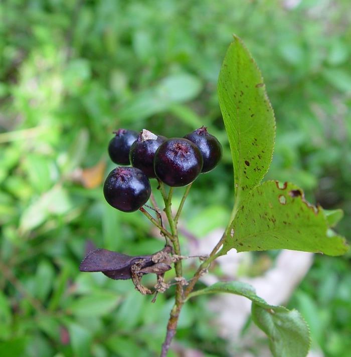 aronia melanocarpa aronia berry chokeberry