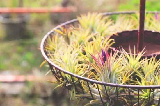 διακόσμηση μπαλκονιού με tillandsia