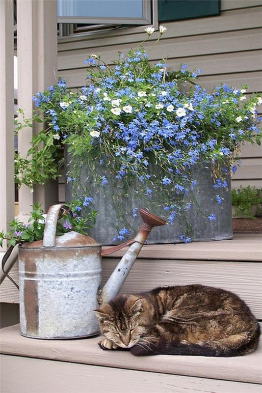 Δημιουργήστε φυτά μπαλκόνι lobelia σε εξωτερικούς χώρους