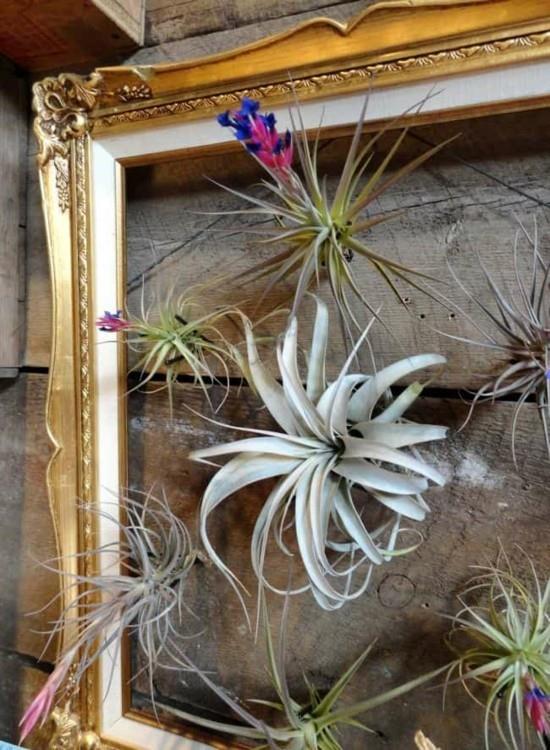 κανονίστε κορνίζες με tillandsia