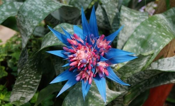 μπλε aechmea fasciata