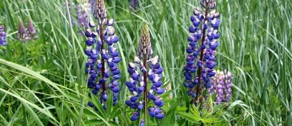 μπλε λουλούδια υγιείς σπόροι Lupinus angustifolius