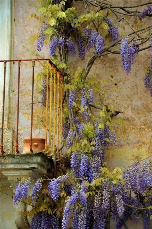 wisteria διακοσμούν την πρόσοψη του σπιτιού