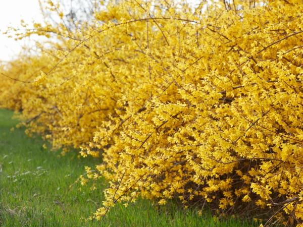 ανθοφορία φυτό φράχτη φράκτη forsythia