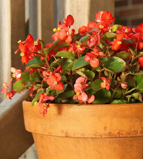 ανθοφόρα φυτά σπιτιού begonia semperflorens begonia πλάγιο φύλλο