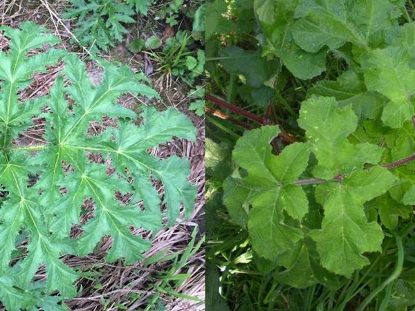 φύλλα hogweed