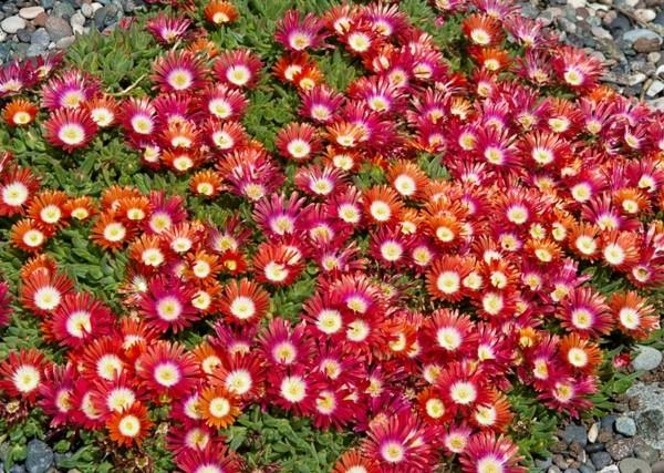 delosperma ανθισμένη κάλυψη εδάφους