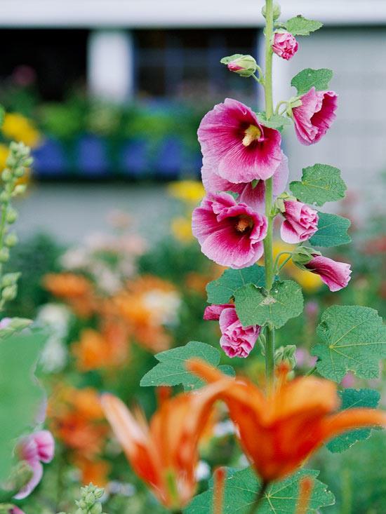 τα πιο όμορφα ροζ λουλούδια στον κήπο alcea rosea