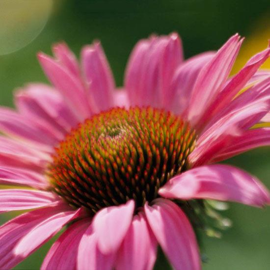 τα πιο όμορφα ροζ λουλούδια στον κήπο echinacea purpurea