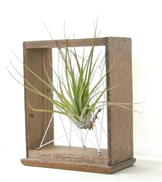 diy ιδέα διακόσμησης με φυτά αέρα tillandsia