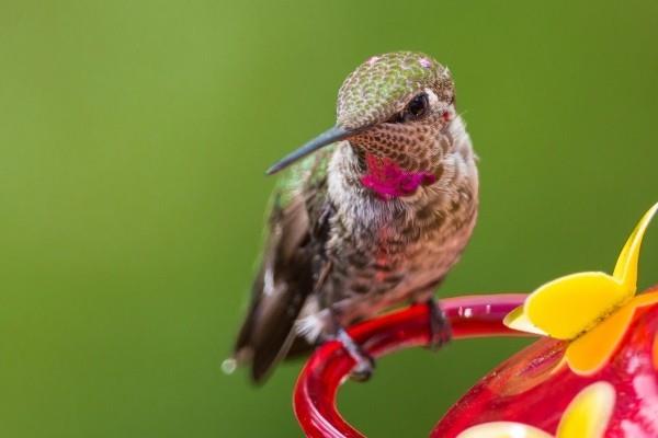 drone inspiration hummingbird