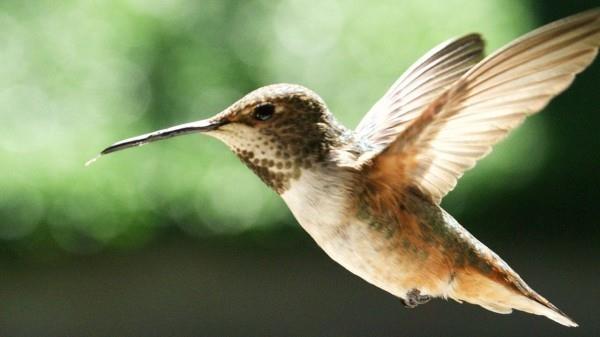 drone little hummingbird