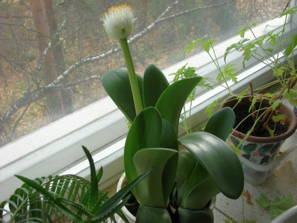 φυτό αυτιού ελέφαντα Haemanthus albiflos art