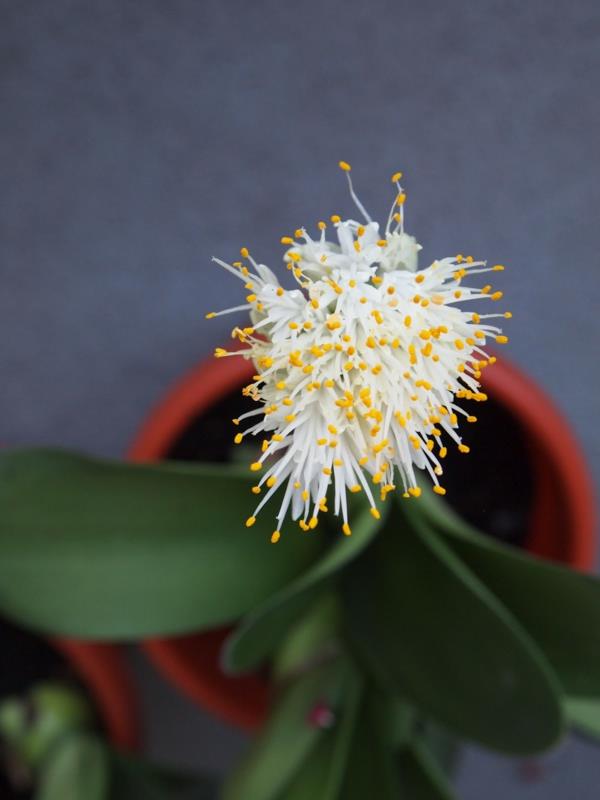 φυτό αυτί ελέφαντα Άνθος Haemanthus albiflos