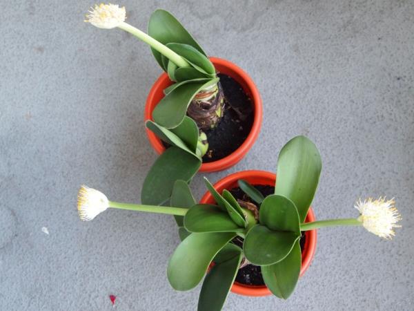 φυτό αυτιού ελέφαντα Haemanthus albiflos κόκκινες γλάστρες