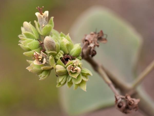 ελέφαντας αυτί είδη φυτών Kalanchoe beharensis λουλούδια