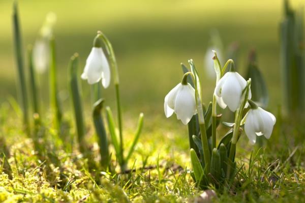 ανοιξιάτικη χαρά καλή διάθεση λουλούδια snowdrops