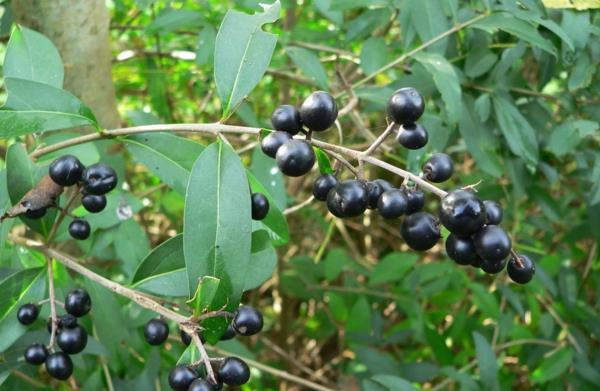 σχεδιασμός κήπου Ligustrum vulgare φρούτα