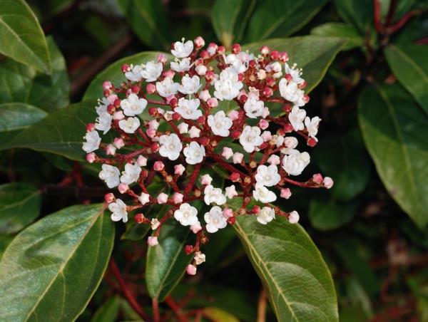 σχεδιασμός φυτών κήπου λουλούδια viburnum