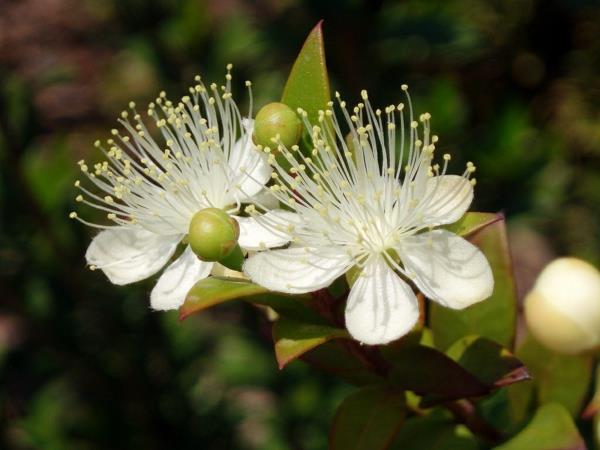 φράχτη σχεδιασμού κήπου Myrtus communis