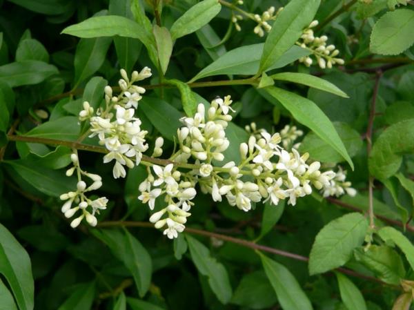 φυτά κήπου φράχτη Ligustrum vulgare