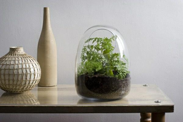 σχεδιαστής ιδέα σχεδιασμός κήπου terrarium μπονσάι δέντρο αρχικό ντεκό