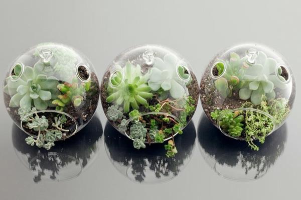 σχεδιαστής ιδέα σχεδιασμός κήπου terrarium μπονσάι δέντρο αρχικά κοσμικά