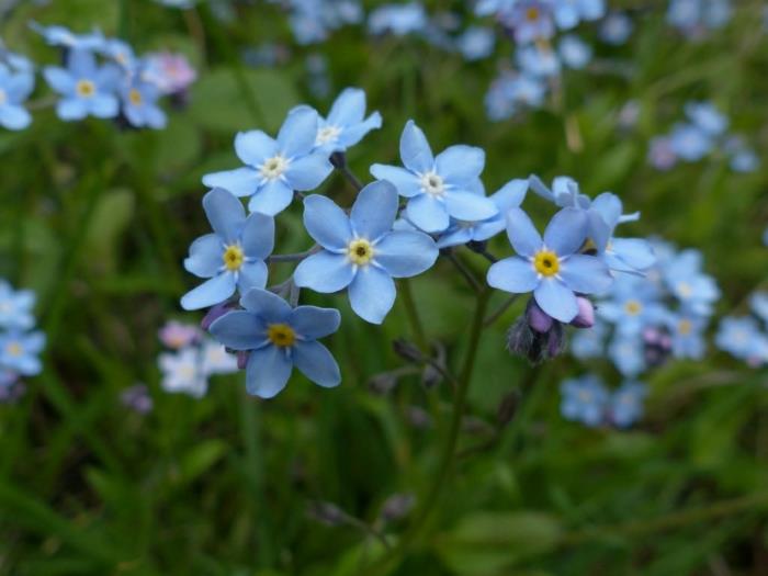 φυτά κήπου Myosotis sylvatica όμορφα μπλε λουλούδια