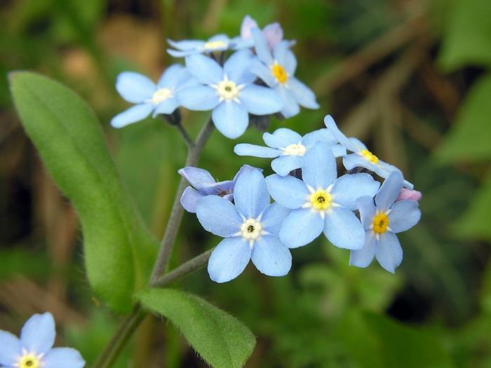 φυτά κήπου Myosotis sylvatica ποικιλία forget-me-not