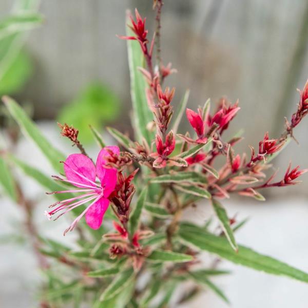 κεριά gaura φυτά κήπου