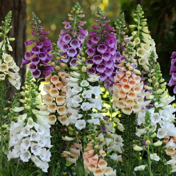 δηλητηριώδη φυτά κήπου δηλητηριώδη φυτά foxgloves digitalis