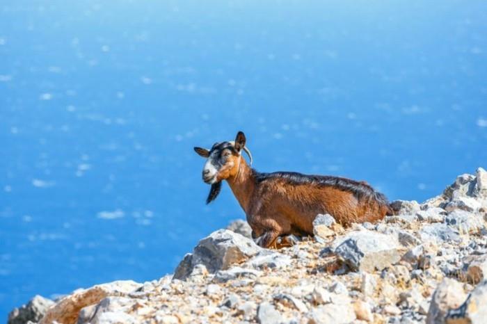 ελληνικά νησιά Κρήτη Κρι Κρι κατσικίσιο μονοπάτι πεζοπορίας Σαμαριά