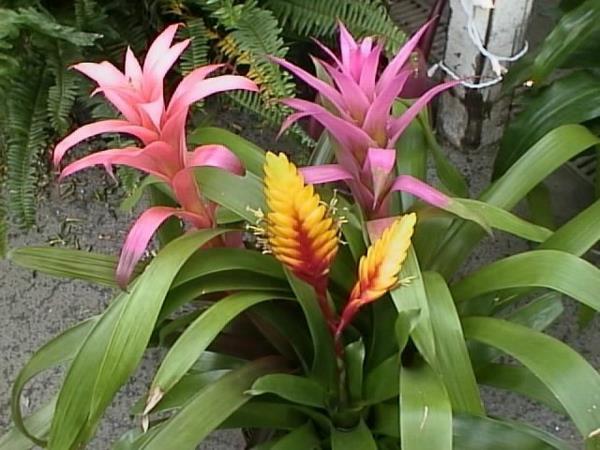 guzmania lingulata ανθοφόρα φυτά σπιτιού γλάστρες